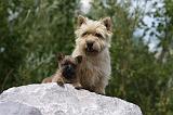 CAIRN TERRIER 440